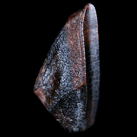 XL 1.4" Lambeosaurus Fossil Tooth Judith River FM MT Cretaceous Dinosaur COA Display - Fossil Age Minerals