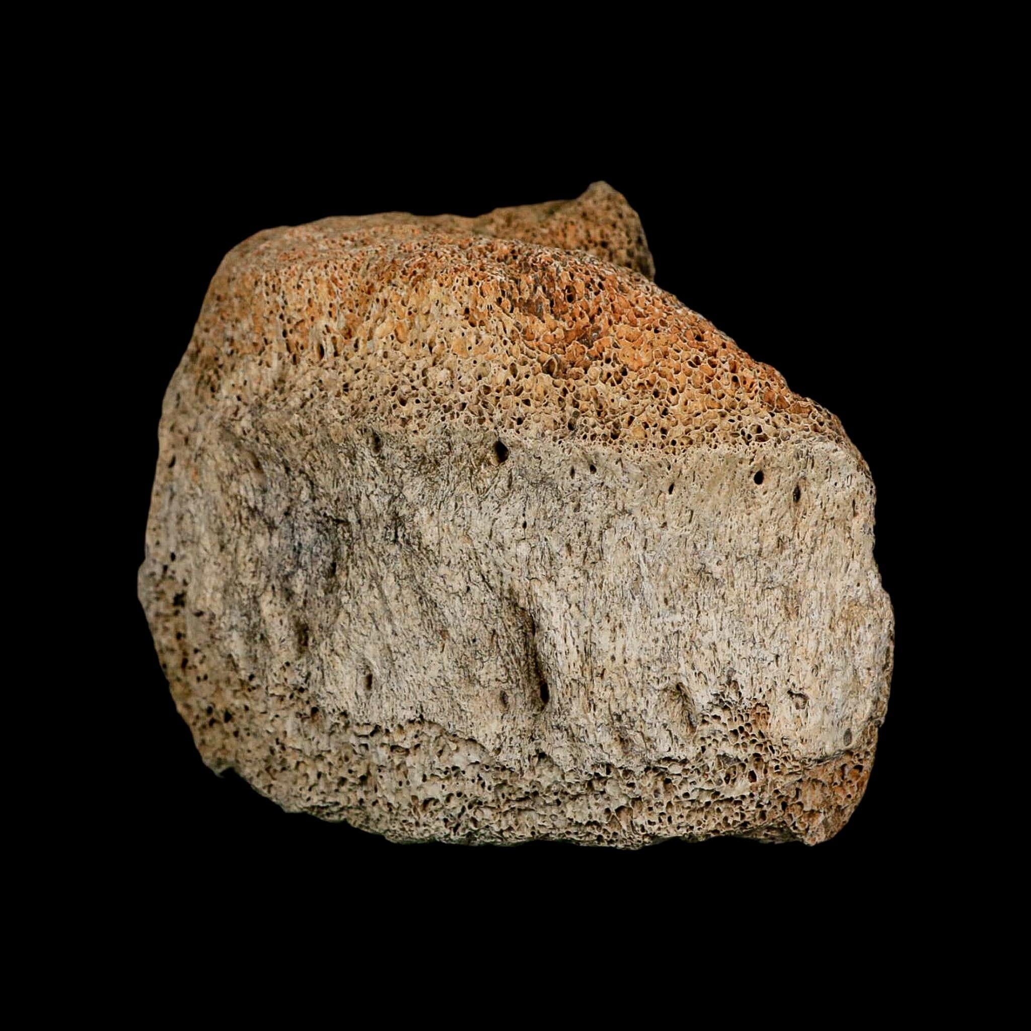 4.2" Columbian Mammoth Mammuthus Columbi Fossil Vertebrae Section Pleistocene Age TX - Fossil Age Minerals