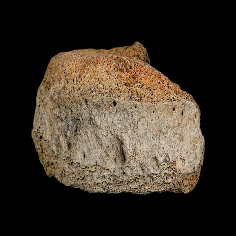 4.2" Columbian Mammoth Mammuthus Columbi Fossil Vertebrae Section Pleistocene Age TX - Fossil Age Minerals