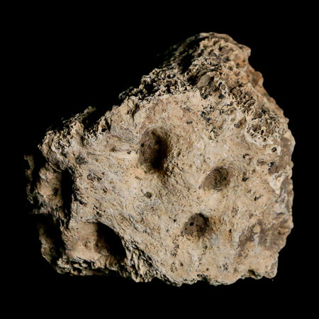 2.6" Glyptodon Fossil Osteoderm Scute Plate Bony Armor Pleistocene Uruguay COA