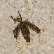 0.6" Detailed Fossil March Fly Insect Green River FM Uintah County UT Eocene Age