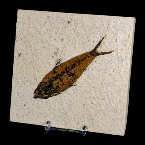 3.9" Knightia Eocaena Fossil Fish Green River FM Wyoming Eocene Age COA & Stand - Fossil Age Minerals