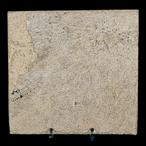 3.9" Knightia Eocaena Fossil Fish Green River FM Wyoming Eocene Age COA & Stand - Fossil Age Minerals