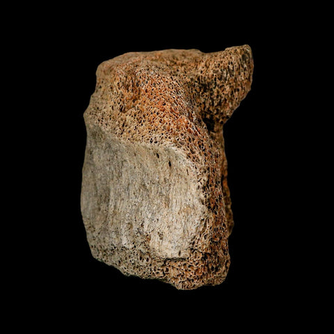 4.2" Columbian Mammoth Mammuthus Columbi Fossil Vertebrae Section Pleistocene Age TX - Fossil Age Minerals
