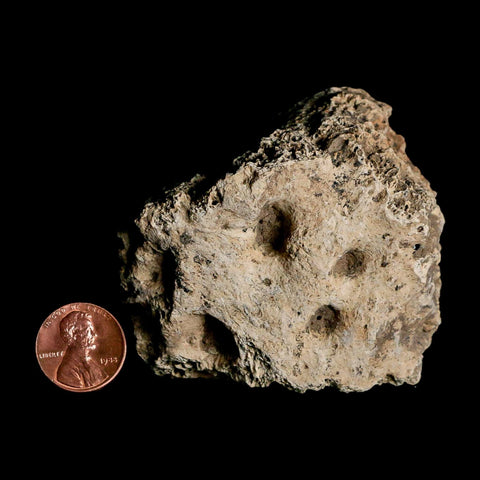 2.6" Glyptodon Fossil Osteoderm Scute Plate Bony Armor Pleistocene Uruguay COA