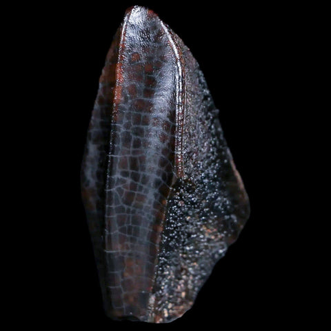 XL 1.4" Lambeosaurus Fossil Tooth Judith River FM MT Cretaceous Dinosaur COA Display - Fossil Age Minerals