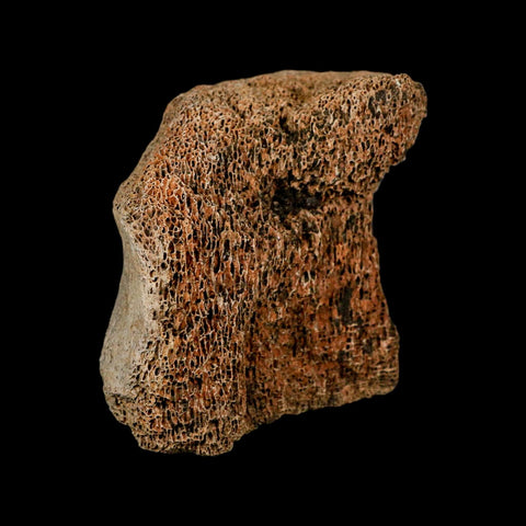 4.2" Columbian Mammoth Mammuthus Columbi Fossil Vertebrae Section Pleistocene Age TX - Fossil Age Minerals