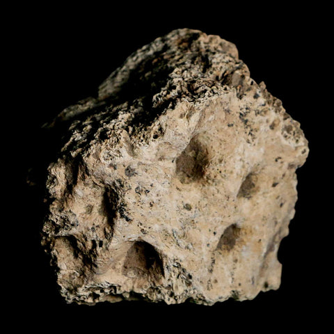 2.6" Glyptodon Fossil Osteoderm Scute Plate Bony Armor Pleistocene Uruguay COA