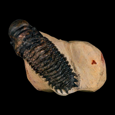 3.5" Crotalocephalus Gibbus Trilobite Fossil Morocco Devonian Age 400 Mil Yrs Old COA - Fossil Age Minerals