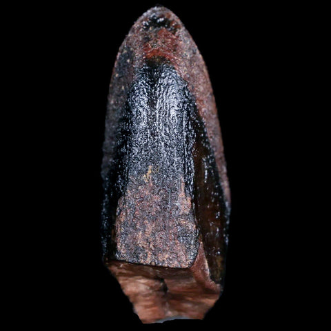 XL 1.4" Lambeosaurus Fossil Tooth Judith River FM MT Cretaceous Dinosaur COA Display - Fossil Age Minerals