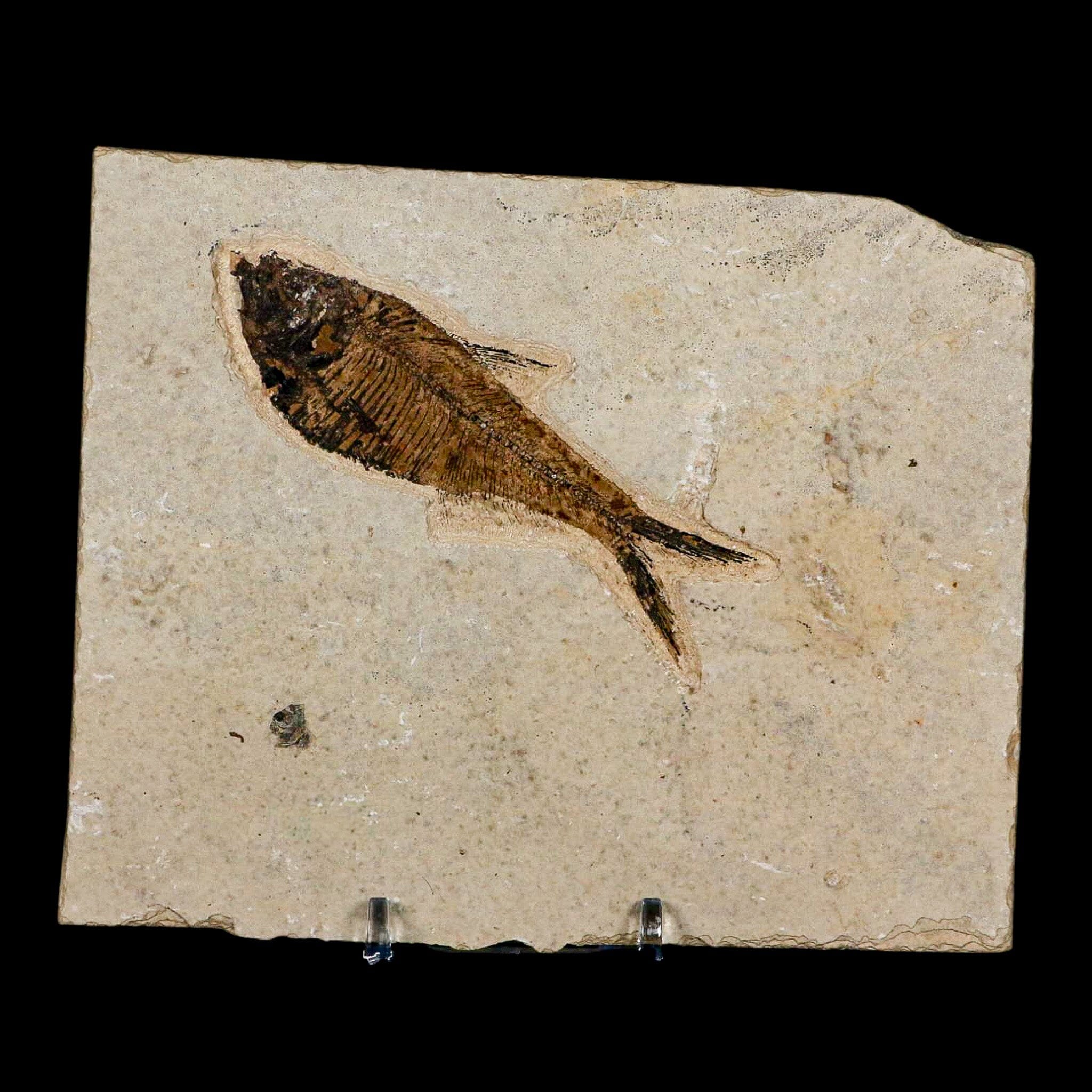 3.5" Diplomystus Dentatus Fossil Fish Green River FM WY Eocene Age COA, Stand - Fossil Age Minerals