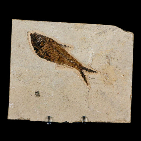3.5" Diplomystus Dentatus Fossil Fish Green River FM WY Eocene Age COA, Stand - Fossil Age Minerals