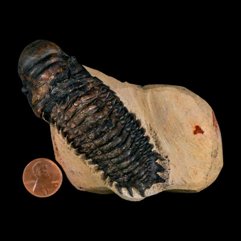 3.5" Crotalocephalus Gibbus Trilobite Fossil Morocco Devonian Age 400 Mil Yrs Old COA - Fossil Age Minerals