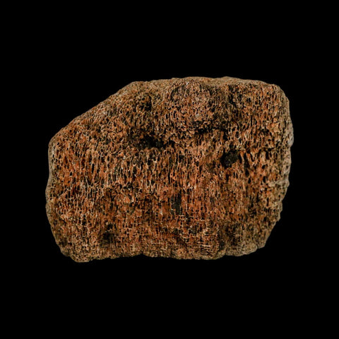 4.2" Columbian Mammoth Mammuthus Columbi Fossil Vertebrae Section Pleistocene Age TX - Fossil Age Minerals