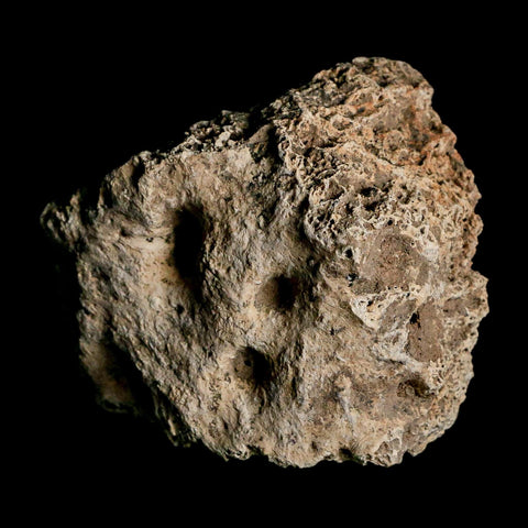 2.6" Glyptodon Fossil Osteoderm Scute Plate Bony Armor Pleistocene Uruguay COA