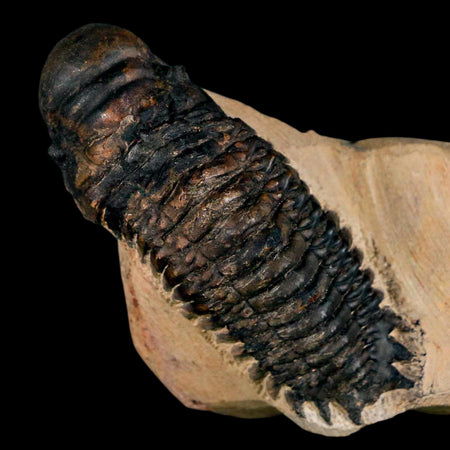 3.5" Crotalocephalus Gibbus Trilobite Fossil Morocco Devonian Age 400 Mil Yrs Old COA