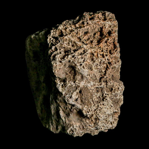 2.6" Glyptodon Fossil Osteoderm Scute Plate Bony Armor Pleistocene Uruguay COA