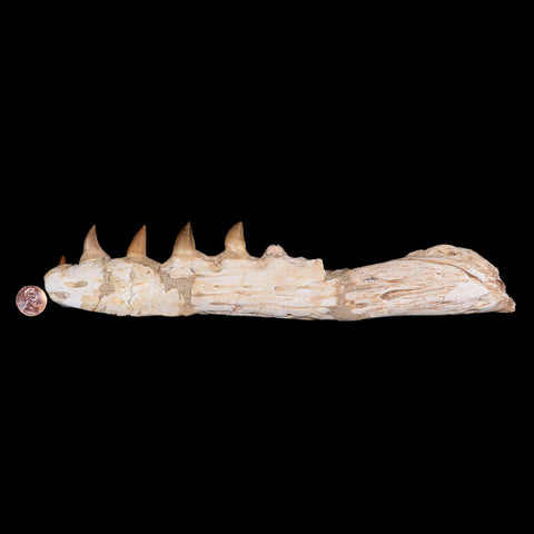 11.1" Mosasaur Platecarpus Fossil Jaw Section Teeth Cretaceous Dinosaur Era COA - Fossil Age Minerals