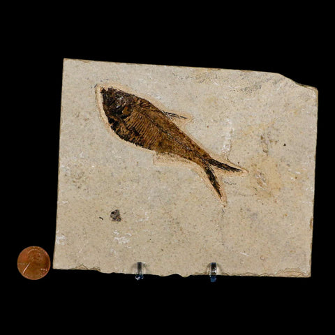 3.5" Diplomystus Dentatus Fossil Fish Green River FM WY Eocene Age COA, Stand - Fossil Age Minerals