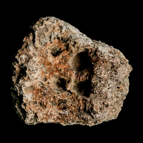 2.6" Glyptodon Fossil Osteoderm Scute Plate Bony Armor Pleistocene Uruguay COA