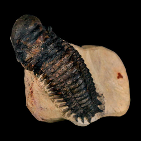 3.5" Crotalocephalus Gibbus Trilobite Fossil Morocco Devonian Age 400 Mil Yrs Old COA