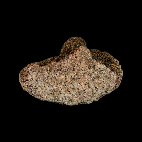 4.2" Columbian Mammoth Mammuthus Columbi Fossil Vertebrae Section Pleistocene Age TX - Fossil Age Minerals