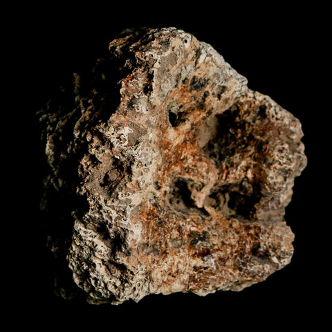 2.6" Glyptodon Fossil Osteoderm Scute Plate Bony Armor Pleistocene Uruguay COA