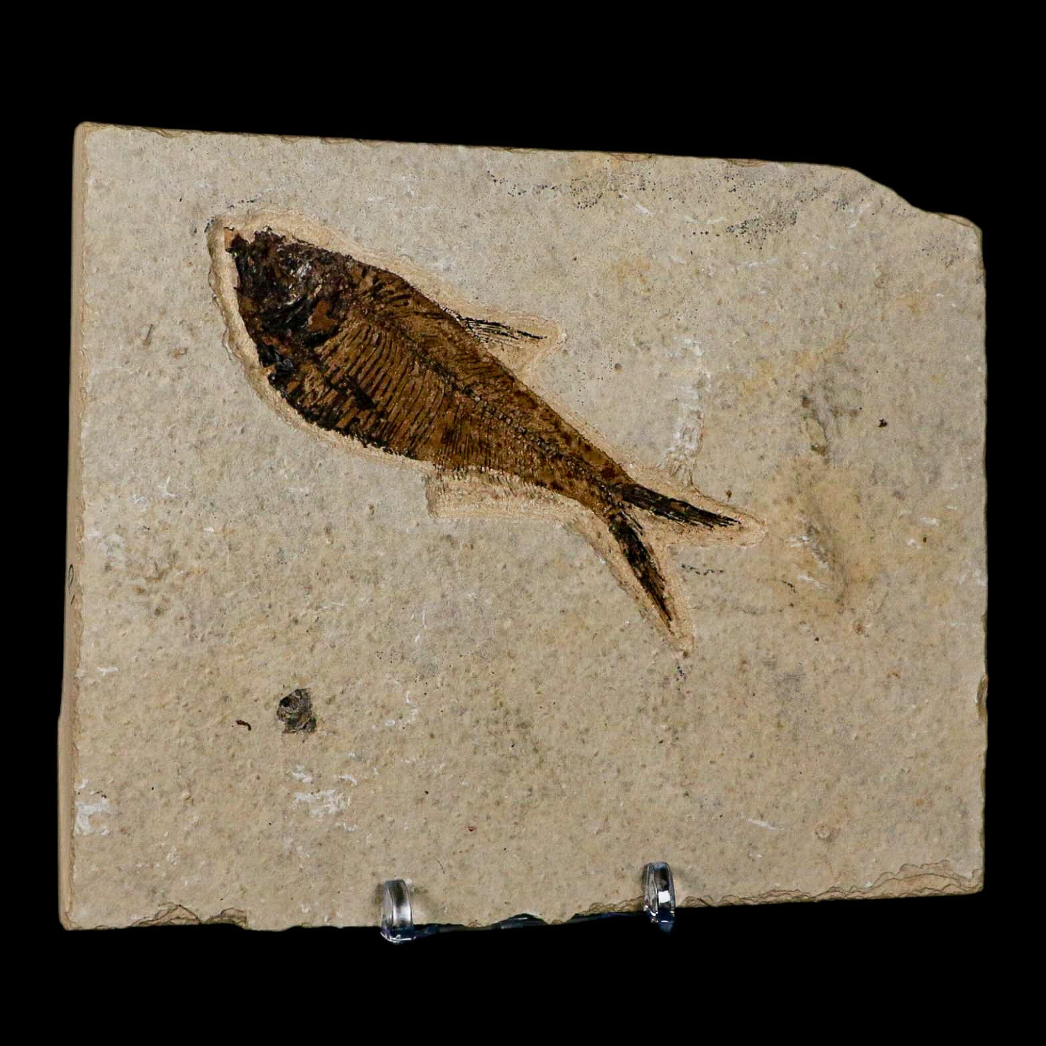3.5" Diplomystus Dentatus Fossil Fish Green River FM WY Eocene Age COA, Stand - Fossil Age Minerals