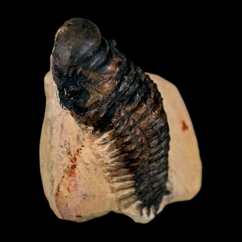 3.5" Crotalocephalus Gibbus Trilobite Fossil Morocco Devonian Age 400 Mil Yrs Old COA - Fossil Age Minerals