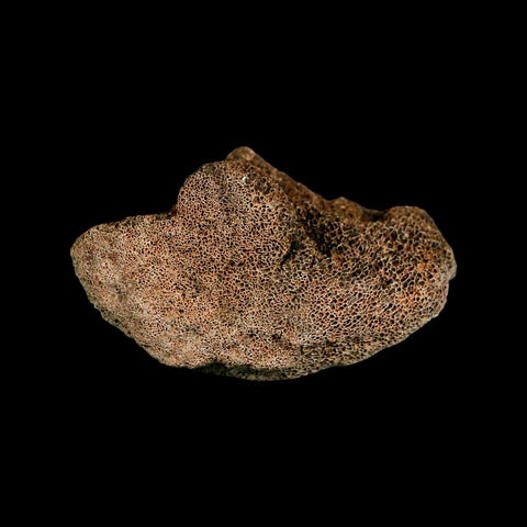 4.2" Columbian Mammoth Mammuthus Columbi Fossil Vertebrae Section Pleistocene Age TX - Fossil Age Minerals