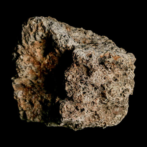 2.6" Glyptodon Fossil Osteoderm Scute Plate Bony Armor Pleistocene Uruguay COA