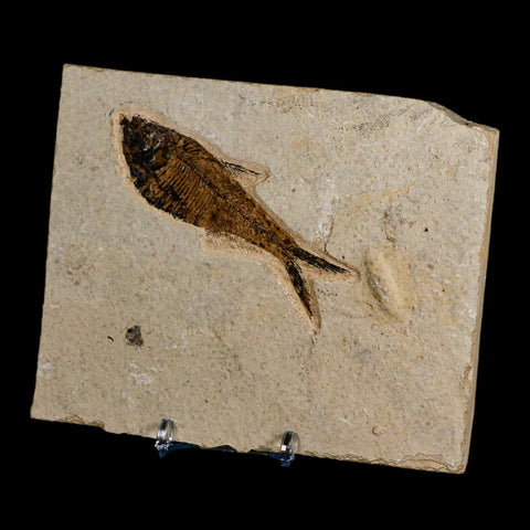 3.5" Diplomystus Dentatus Fossil Fish Green River FM WY Eocene Age COA, Stand - Fossil Age Minerals