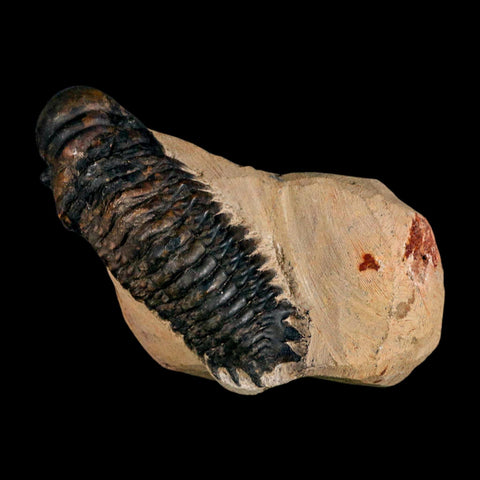 3.5" Crotalocephalus Gibbus Trilobite Fossil Morocco Devonian Age 400 Mil Yrs Old COA - Fossil Age Minerals
