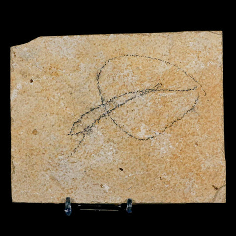 3.5" Diplomystus Dentatus Fossil Fish Green River FM WY Eocene Age COA, Stand - Fossil Age Minerals