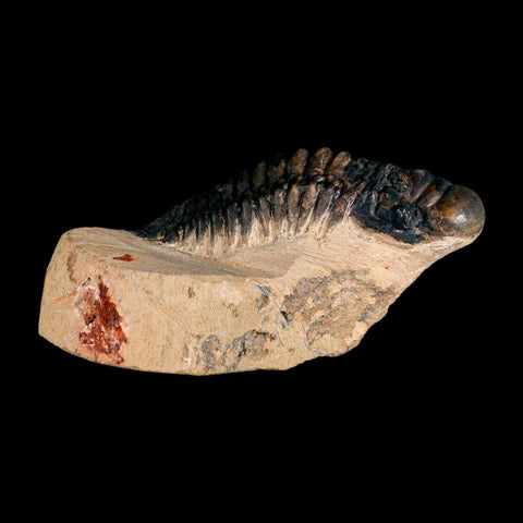 3.5" Crotalocephalus Gibbus Trilobite Fossil Morocco Devonian Age 400 Mil Yrs Old COA - Fossil Age Minerals