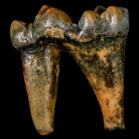 1.4" Extinct Cave Bear Ursus Spelaeus Pre-Molar Tooth Rooted Pleistocene Age COA - Fossil Age Minerals