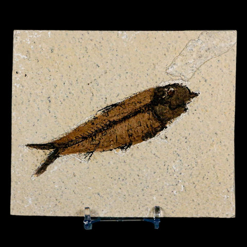 XL 4" Knightia Eocaena Fossil Fish Green River FM Wyoming Eocene Age COA & Stand - Fossil Age Minerals