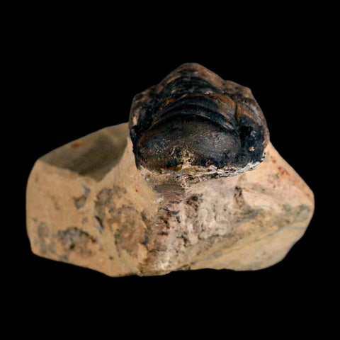 3.5" Crotalocephalus Gibbus Trilobite Fossil Morocco Devonian Age 400 Mil Yrs Old COA - Fossil Age Minerals