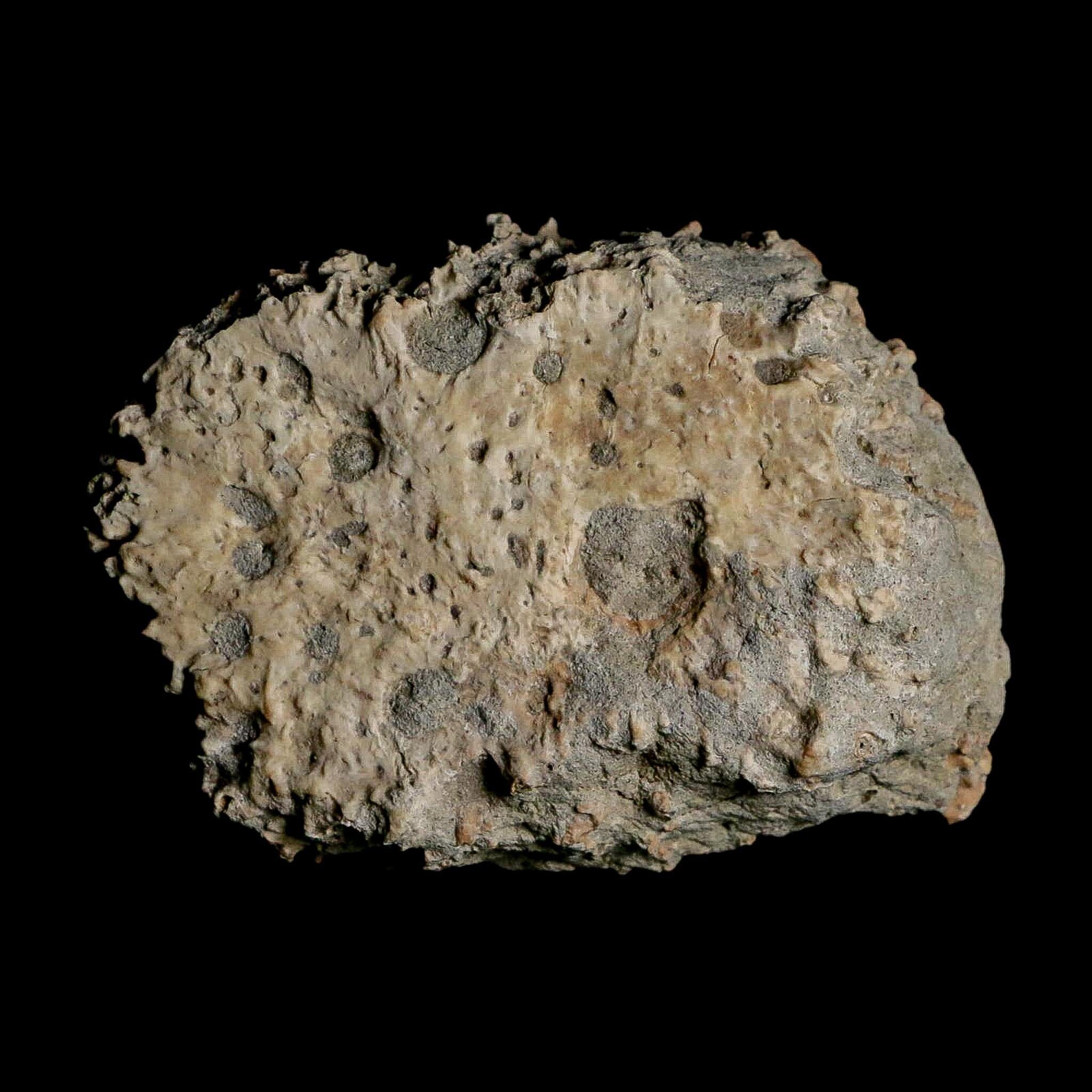 2.4" Glyptodon Fossil Osteoderm Scute Plate Bony Armor Pleistocene Uruguay COA - Fossil Age Minerals
