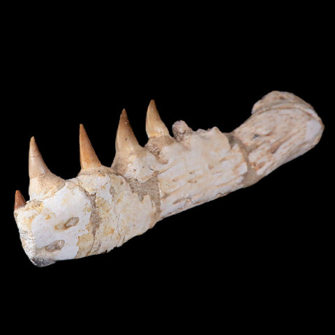 11.1" Mosasaur Platecarpus Fossil Jaw Section Teeth Cretaceous Dinosaur Era COA - Fossil Age Minerals