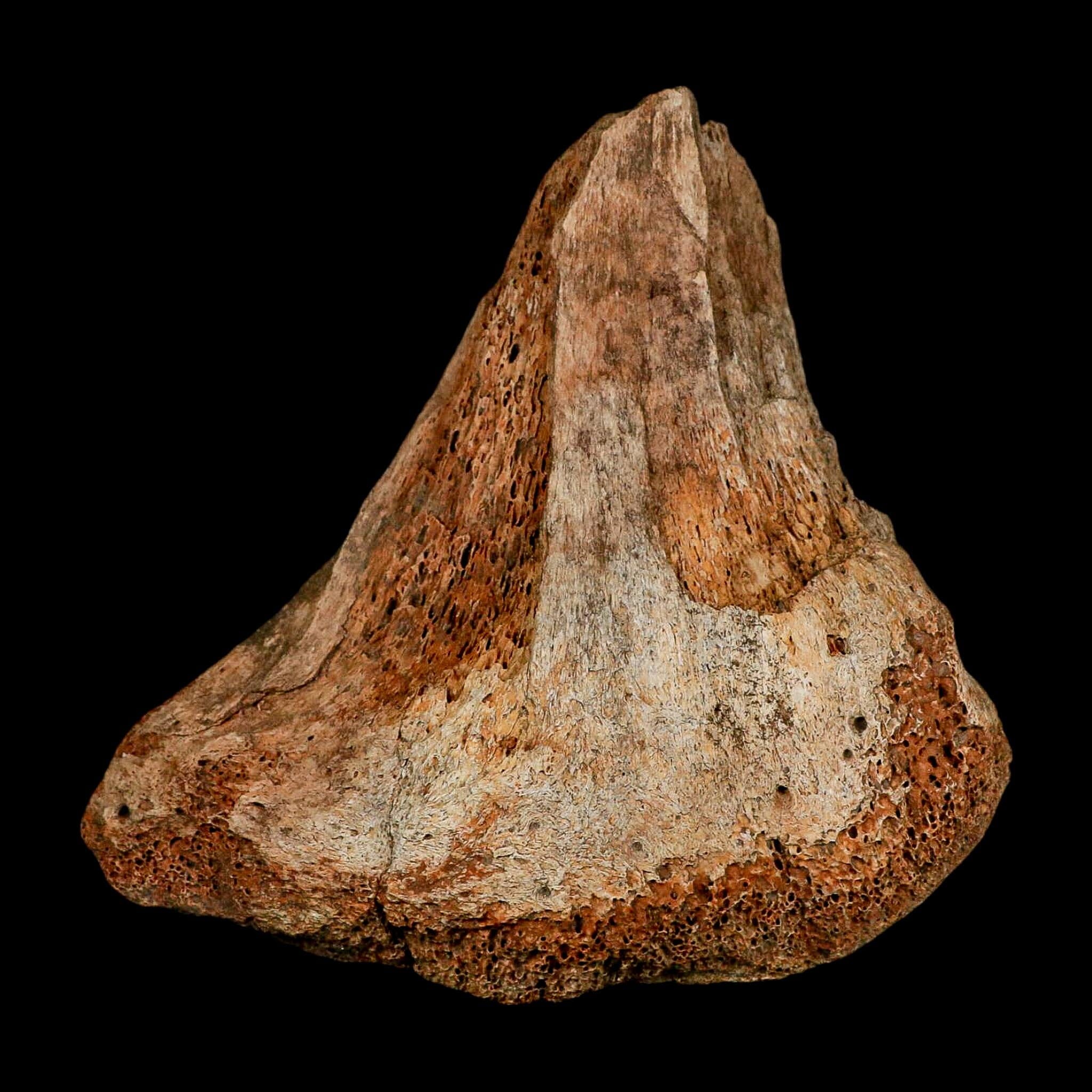 5.7" Columbian Mammoth Mammuthus Columbi Fossil Vertebrae Section Pleistocene Age TX - Fossil Age Minerals
