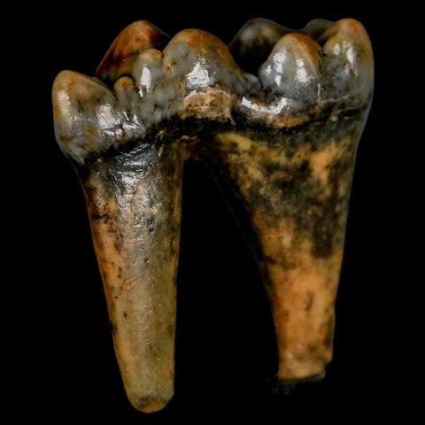 1.4" Extinct Cave Bear Ursus Spelaeus Pre-Molar Tooth Rooted Pleistocene Age COA - Fossil Age Minerals