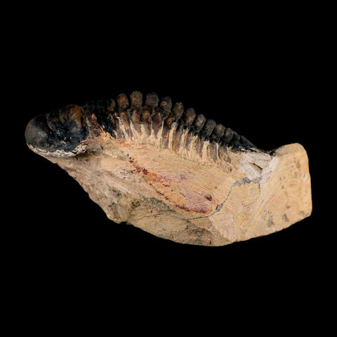 3.5" Crotalocephalus Gibbus Trilobite Fossil Morocco Devonian Age 400 Mil Yrs Old COA - Fossil Age Minerals