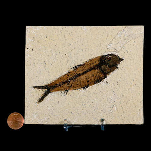 XL 4" Knightia Eocaena Fossil Fish Green River FM Wyoming Eocene Age COA & Stand - Fossil Age Minerals