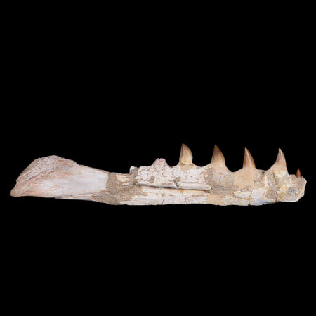 11.1" Mosasaur Platecarpus Fossil Jaw Section Teeth Cretaceous Dinosaur Era COA