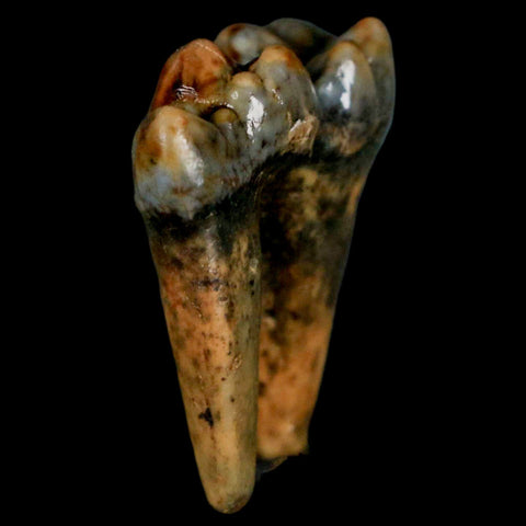 1.4" Extinct Cave Bear Ursus Spelaeus Pre-Molar Tooth Rooted Pleistocene Age COA - Fossil Age Minerals