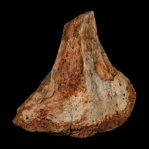 5.7" Columbian Mammoth Mammuthus Columbi Fossil Vertebrae Section Pleistocene Age TX - Fossil Age Minerals