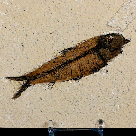 XL 4" Knightia Eocaena Fossil Fish Green River FM Wyoming Eocene Age COA & Stand - Fossil Age Minerals