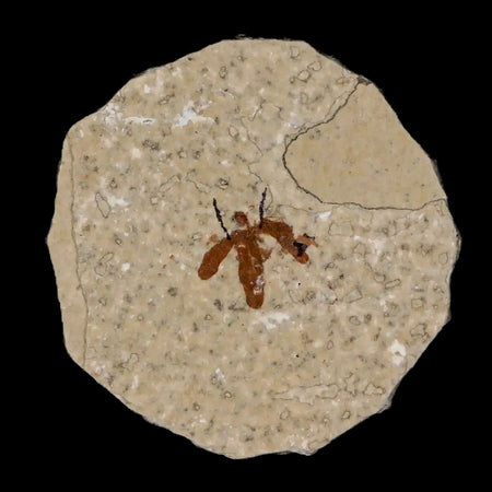 0.5" Detailed Fossil March Fly Insect Green River FM Uintah County UT Eocene Age