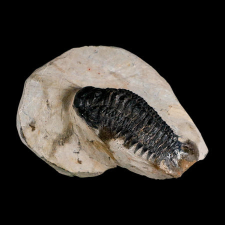 2.9" Crotalocephalus Gibbus Trilobite Fossil Morocco Devonian Age 400 Mil Yrs Old COA